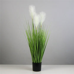 Spring Reed Grass Plant ( 150cm )