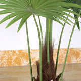 Palmetto Plant ( 210cm )