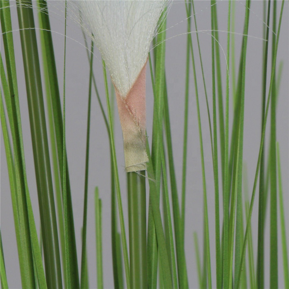 Spring Reed Grass Plant ( 70cm )