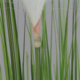 Spring Reed Grass Plant ( 150cm )