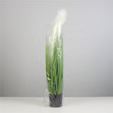 Spring Reed Grass Plant ( 70cm )