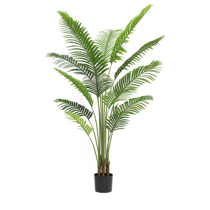 Areca Palm Plant ( 120cm )