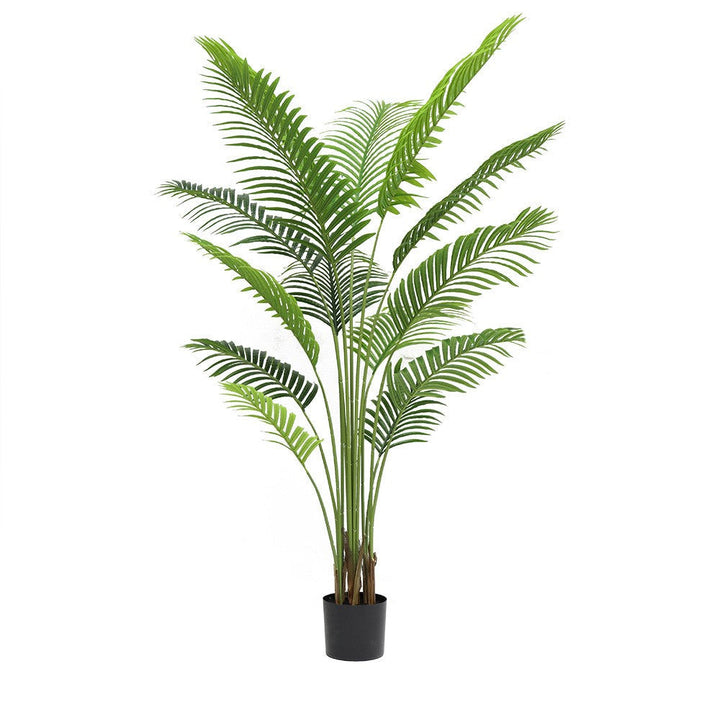 Areca Palm Plant ( 180cm )