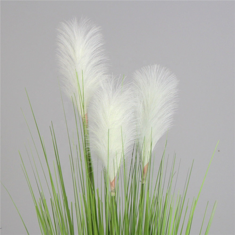 Spring Reed Grass Plant ( 70cm )