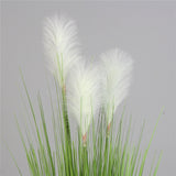 Spring Reed Grass Plant ( 70cm )