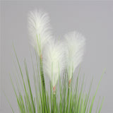 Spring Reed Grass Plant ( 150cm )