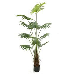 Palmetto Plant ( 210cm )