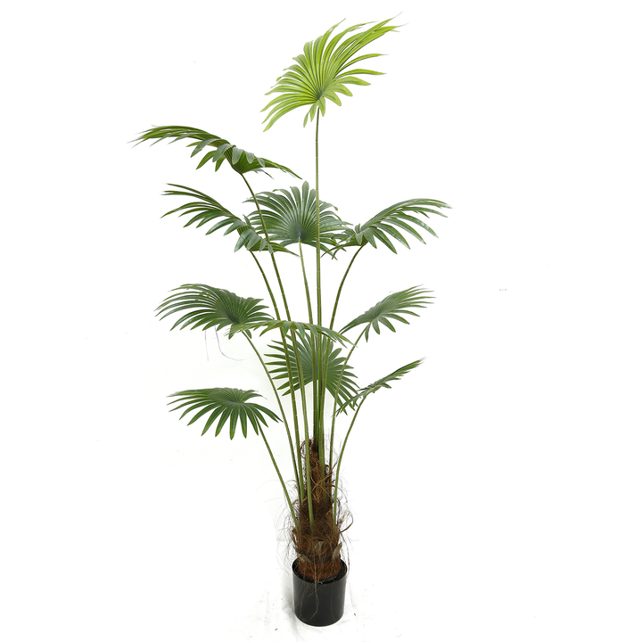 Palmetto Plant ( 120cm )