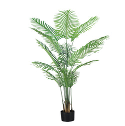 Bonsai Palm Tree ( 210cm )